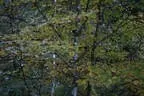 Herbstflug vim Lodron Bild 9