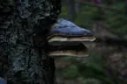 Herbstflug vim Lodron Bild 14