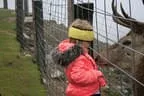U1 Frühschoppen am Nationalfeiertag/ Wochenbrunneralm Bild 102