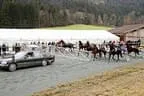 Trabrennen Kirchberg 2011 Bild 18