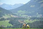 Tiroler Meisterschaft - Vielseitigkeit - Reiten Bild 6