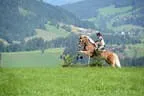 Tiroler Meisterschaft - Vielseitigkeit - Reiten Bild 7