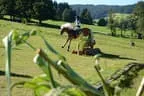 Tiroler Meisterschaft - Vielseitigkeit - Reiten Bild 53