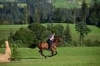 Tiroler Meisterschaft - Vielseitigkeit - Reiten Bild 64