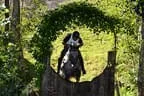Tiroler Meisterschaft - Vielseitigkeit - Reiten Bild 69