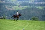Tiroler Meisterschaft - Vielseitigkeit - Reiten Bild 59