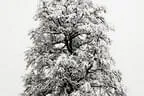 Winter Impressionen  Bild 6