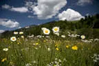 Sommer Impressionen Bild 2